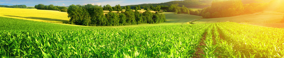 Landwirtschaft & Biogas